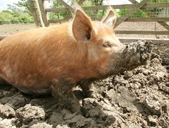 pig_mud